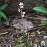 Celosia trigyna ശീലം