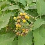 Solanum mauritianum Fruit