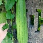 Cucumis melo Φρούτο