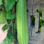 Luffa cylindrica Fruit