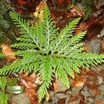 Selaginella erythropus Frunză