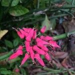Pedilanthus tithymaloides Blomst