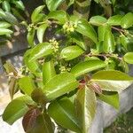 Aristotelia chilensis Fuelha