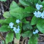 Myosotis latifolia 花