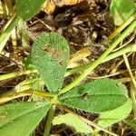 Trifolium lappaceum Blad