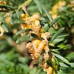 Taxus baccata Flor
