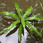 Crinum erubescens পাতা