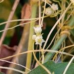Cuscuta campestris Λουλούδι