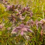 Nonea vesicaria Floare