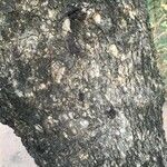 Combretum apiculatum Bark