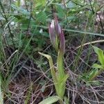 Serapias parviflora Flower