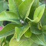 Mandevilla sanderi 葉