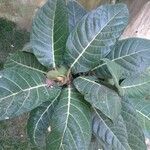 Ficus habrophylla Leaf