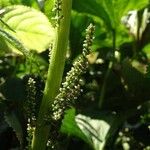 Gunnera perpensa Flower