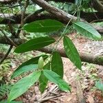 Heteropsis oblongifolia 叶