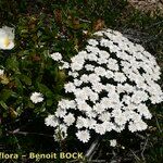 Iberis procumbens Natur