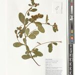 Crotalaria densicephala Outro