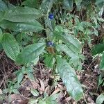 Psychotria suterella Leht