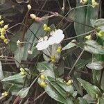 Gibasis geniculata Flower