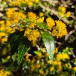 Azara lanceolata Blüte