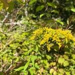 Solidago rugosa花