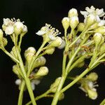 Sorbus californica