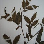 Xylopia pulcherrima Otro