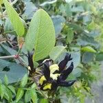 Kennedia nigricans Kwiat