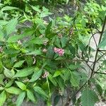 Polygonum persicaria花