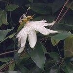 Passiflora foetida Flor