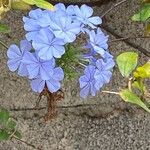 Plumbago auriculataFlower
