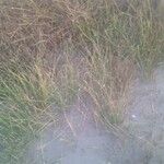 Cyperus laevigatus Hoja