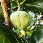 Barringtonia asiatica Fruchs