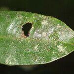 Calophyllum brasiliense Folio