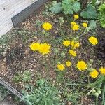 Crepis foetida Кветка