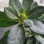 Rhododendron indicum Leaf