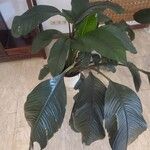 Spathiphyllum wendlandii Hoja