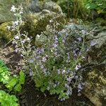 Clinopodium nepeta Habitus