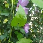 Calystegia sepiumBlatt