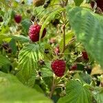 Rubus occidentalis 果實