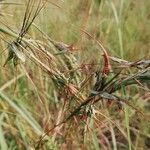 Hyparrhenia diplandra Leaf