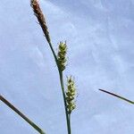 Carex panicea फूल