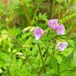 Polemonium caeruleumBlad