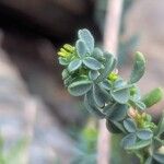 Adenocarpus telonensis 葉