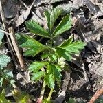 Geum aleppicum Leaf