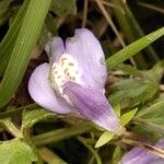 Mazus pumilus Flower