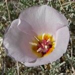 Calochortus flexuosus Blodyn