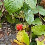 Fragaria vesca Fruchs