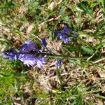 Hyacinthoides italica Corteza