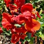 Erysimum × cheiri Blüte